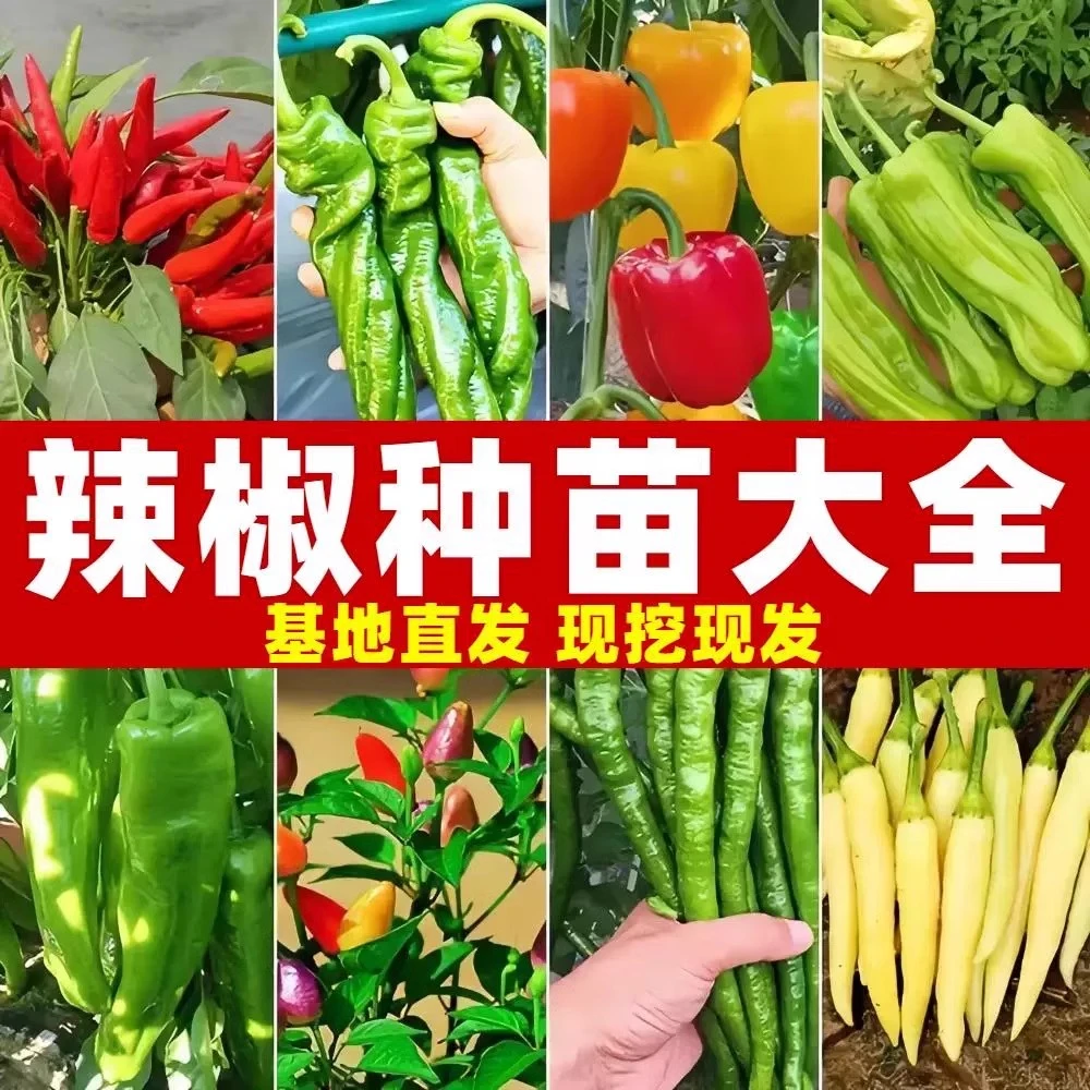 辣椒种苗大全四季种植辣椒种子线椒薄皮椒螺丝椒庭院盆栽蔬菜秧苗