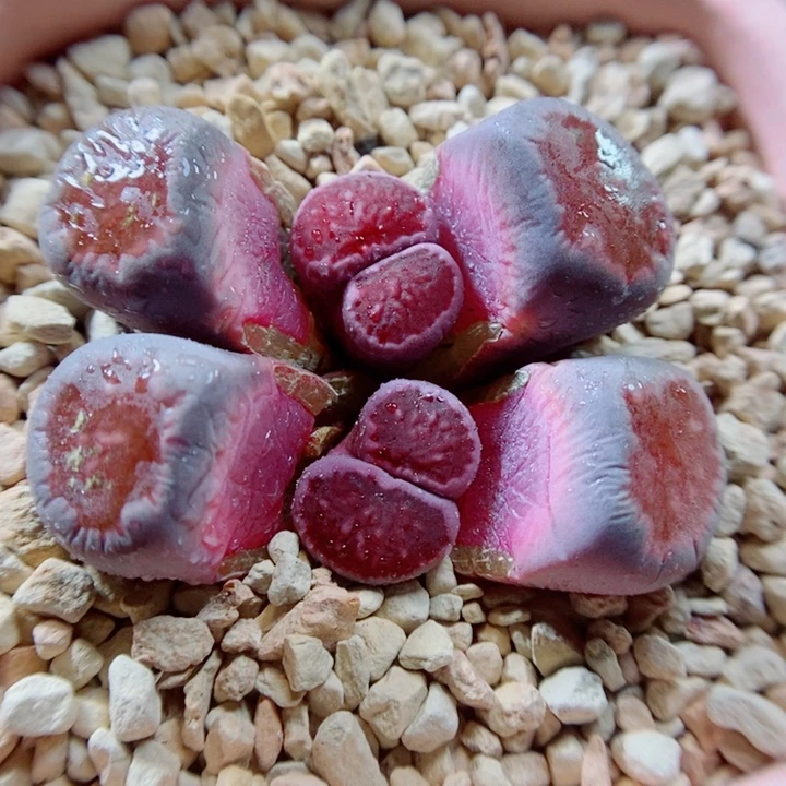 生石花花花花花花花489