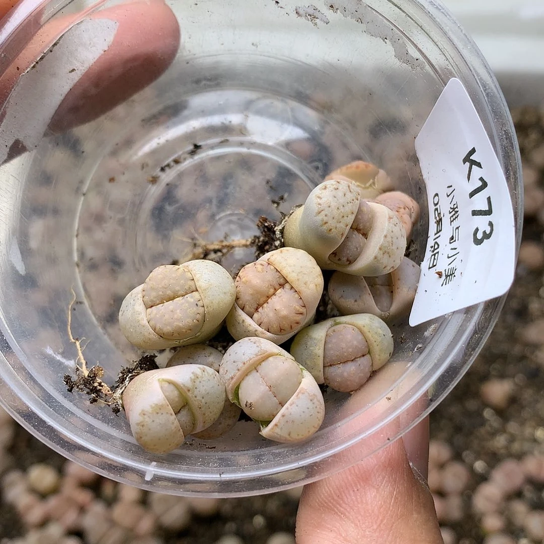 吴*蝎K173多肉植物保护