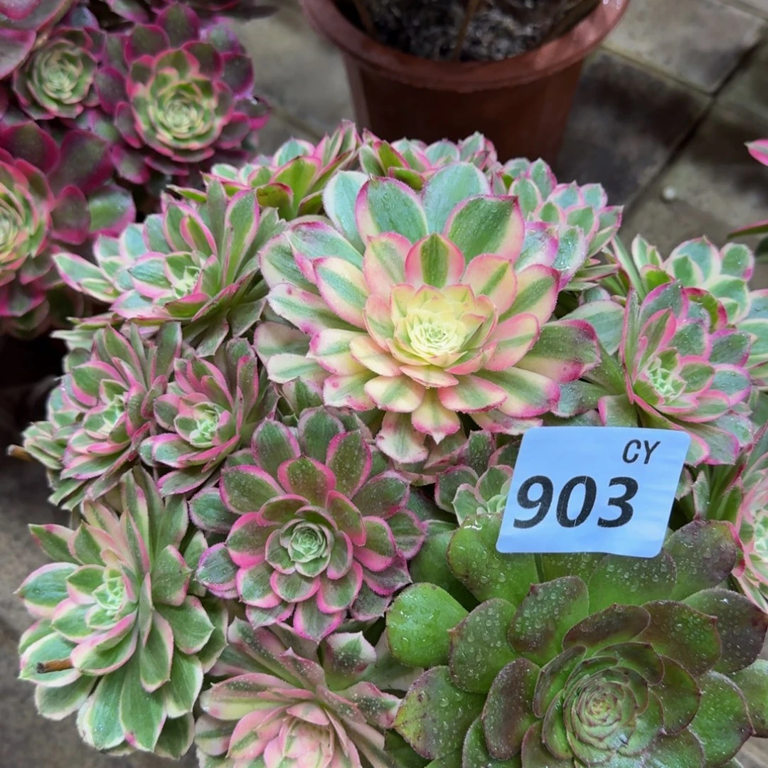 多肉植物903孔雀翎