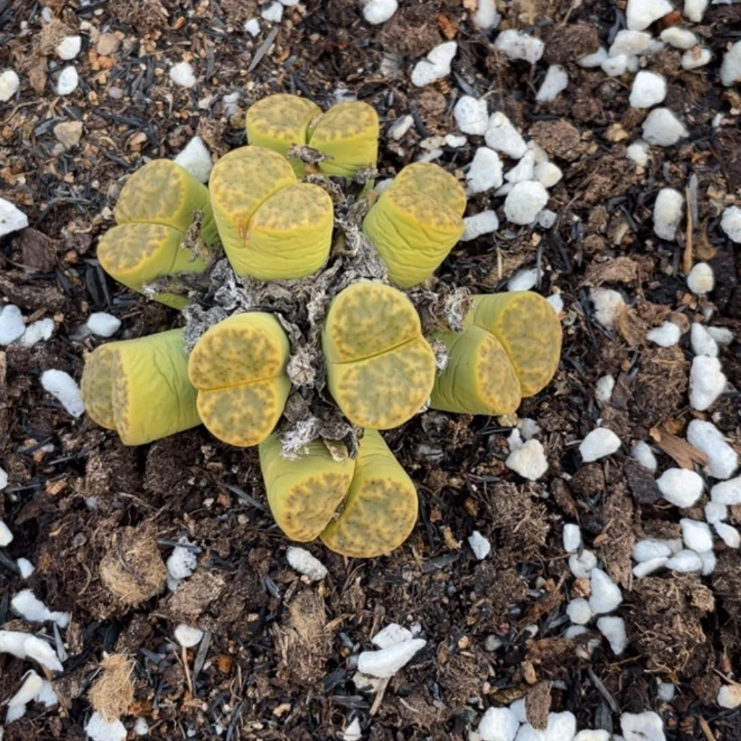 非偏远满20包邮800