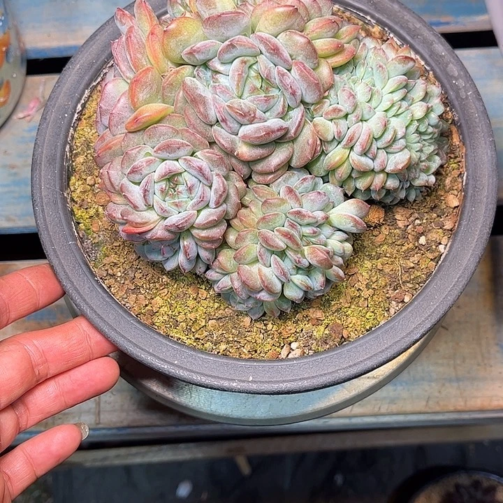 多肉植物一物一拍