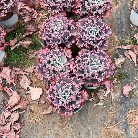 要****的多肉植物女王7棵