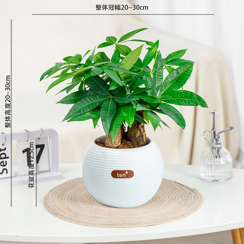 粗杆发财树盆栽懒人吸水盆室内客厅办公桌净化空气花卉大棵绿植