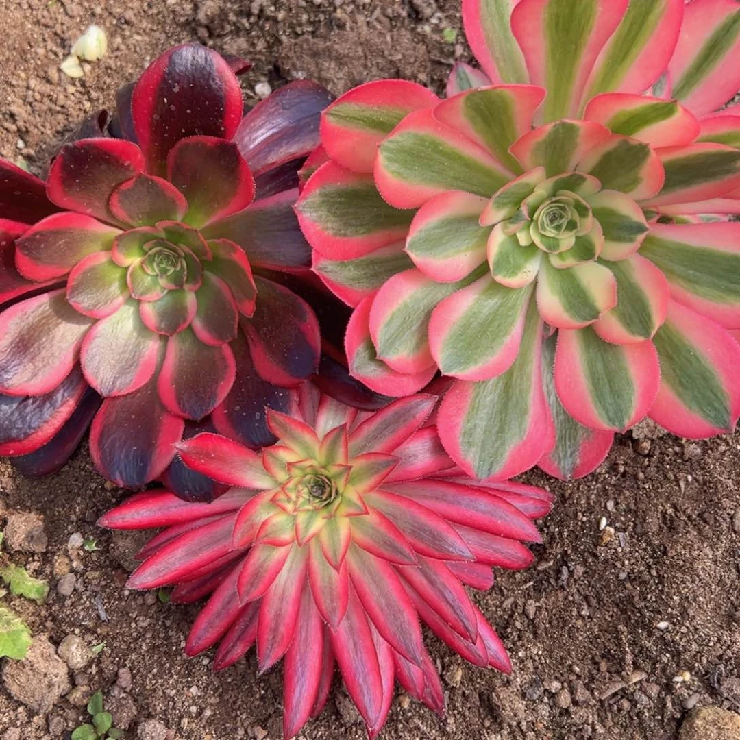 蛇美朱雀粉女巫多肉植物