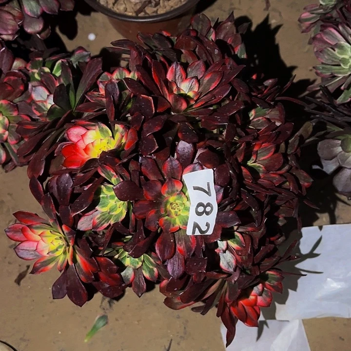 782火烧云多肉植物处理不售后