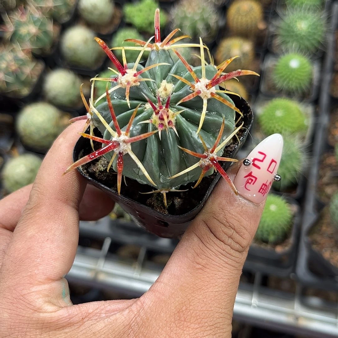 宽刺日出单头发货有根发货