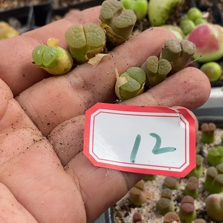 球*球23866696699999998