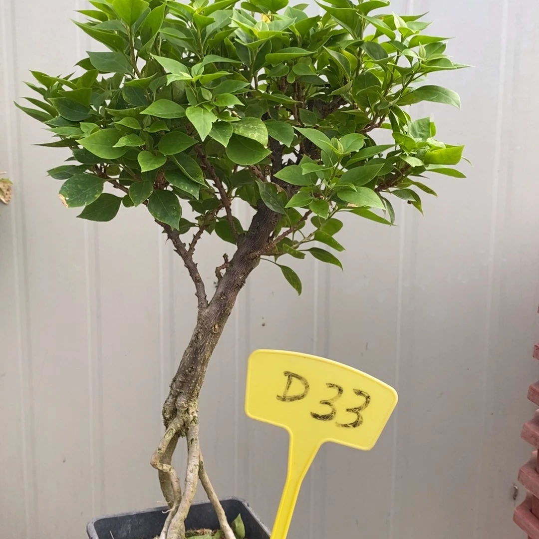 少***年无花朵三角梅塔黄D33