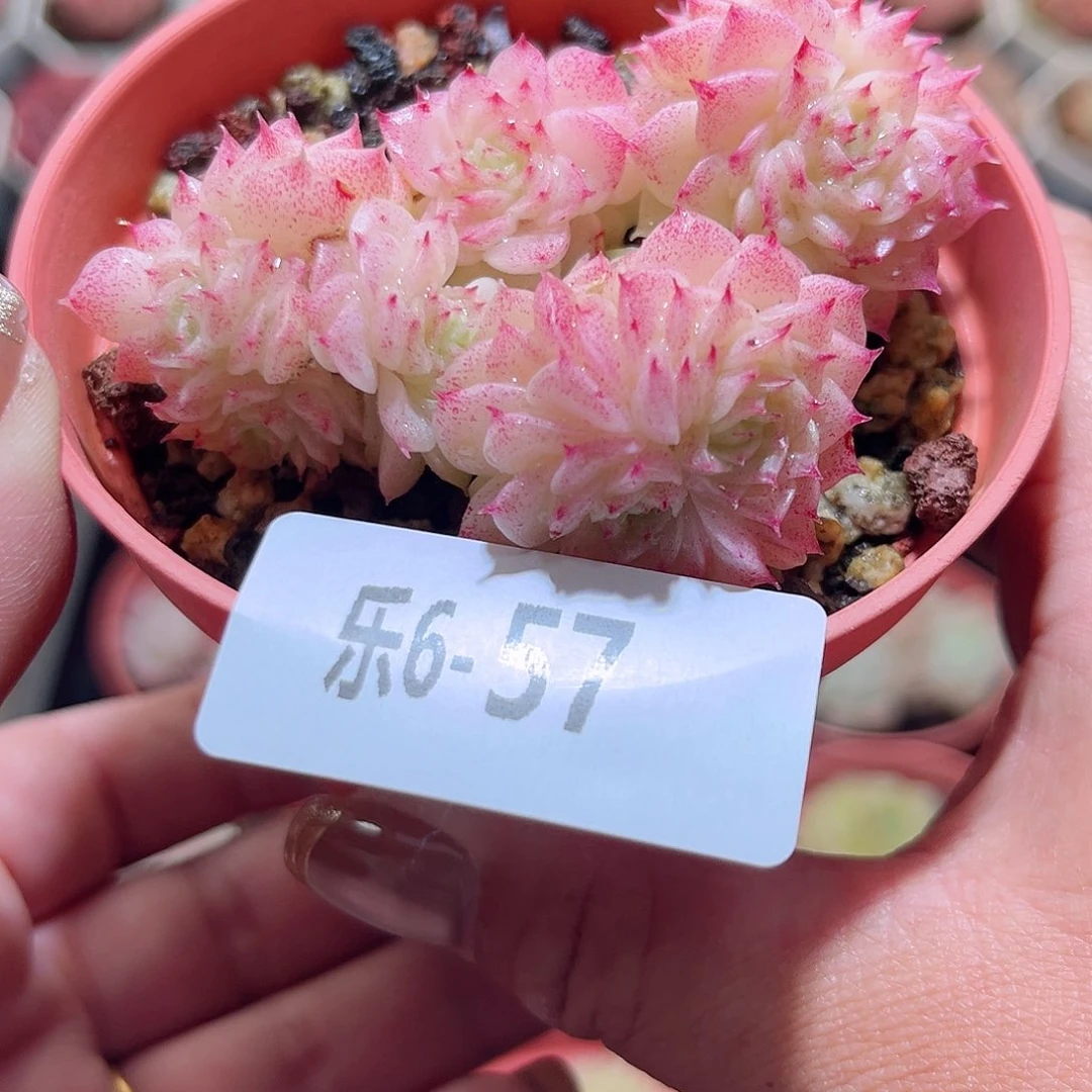 乐6-57 麦秆群不包整