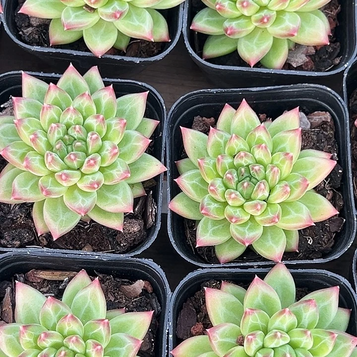 单头         甲骨文