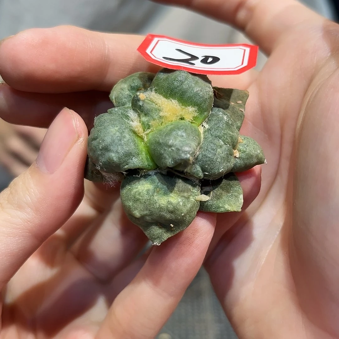 20号自根丸尤怒涛牡丹萝卜根