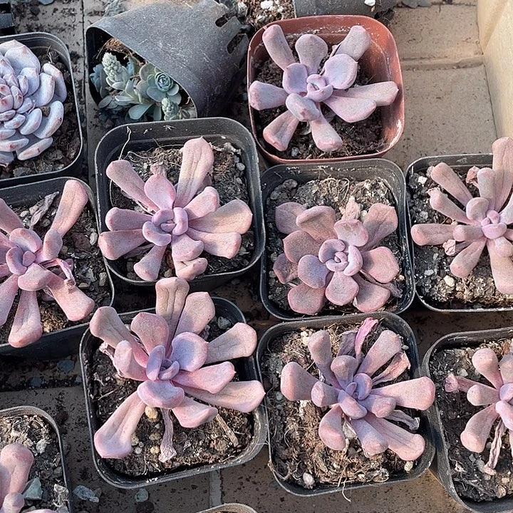 丘比特处理带盆土发