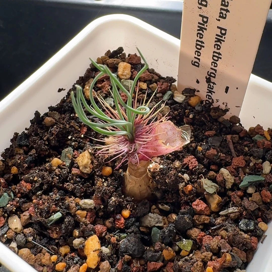 gv香果石蒜一个带盆