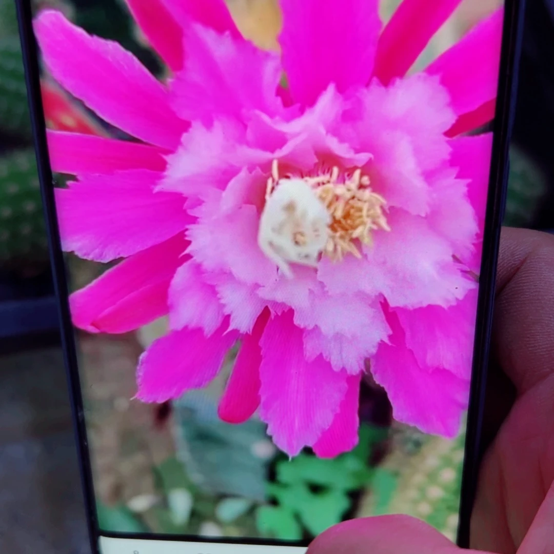 下44金妞阿尔森无根侧芽10公分左右20包邮