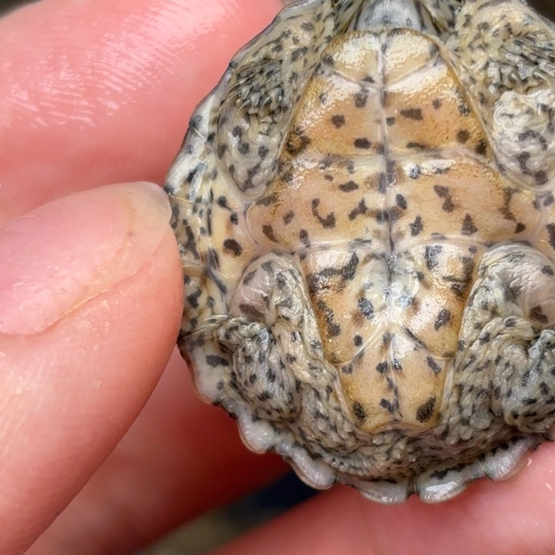 宠物龟不分公母全品双满文开纹开食大尾巴鼎级黑刀