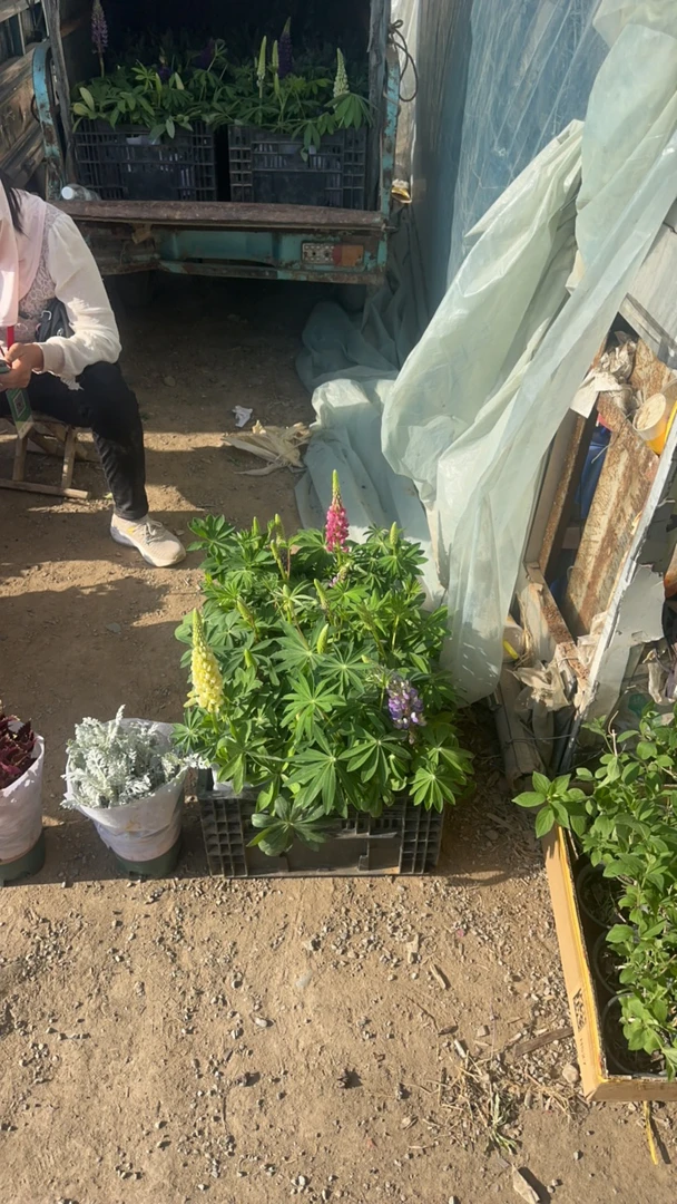 【宫廷卉】鲁冰花多年生草本植物开花非常好看