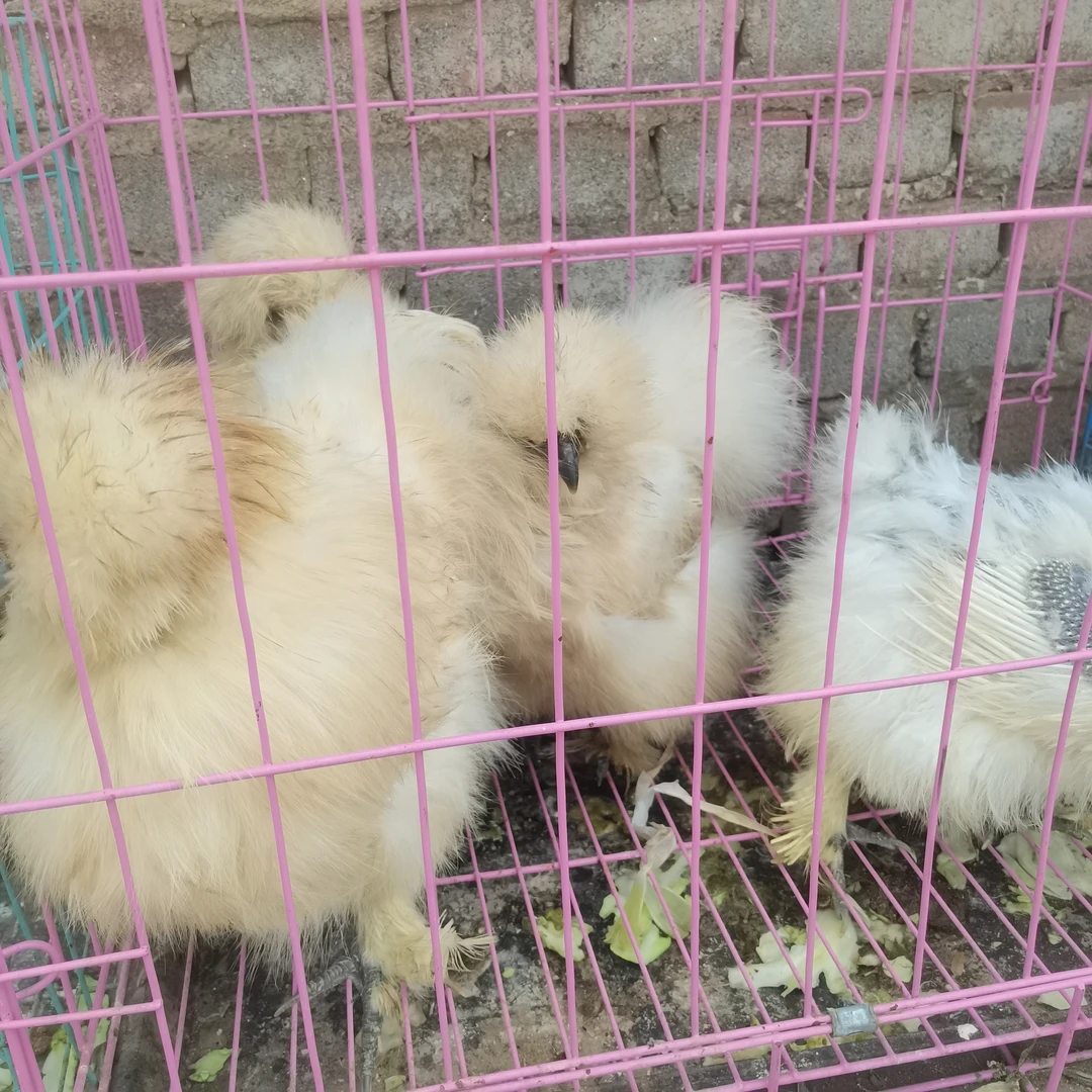 希儿鸡（可鲜活发货）