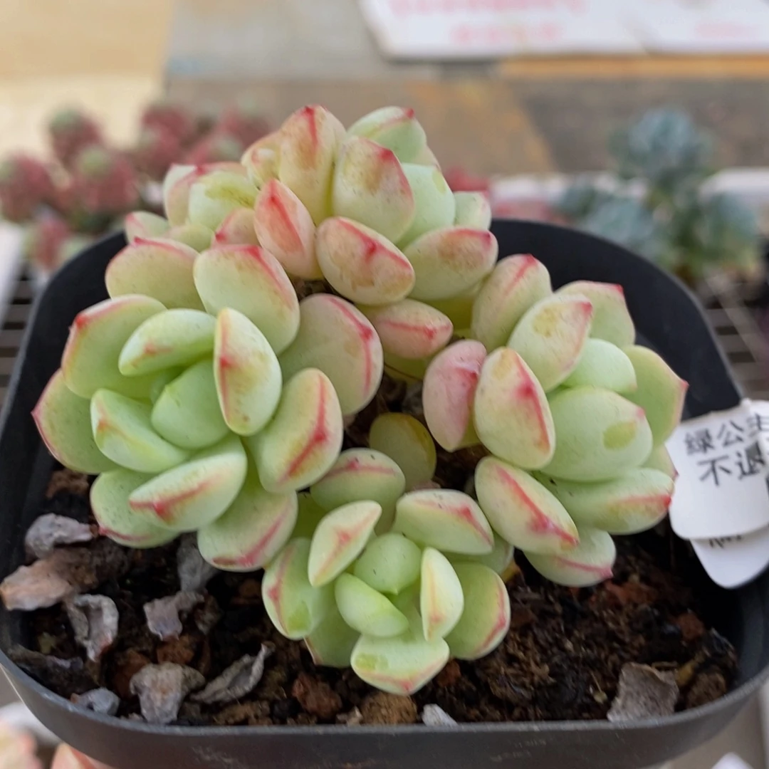 380香草6cm多肉有砍