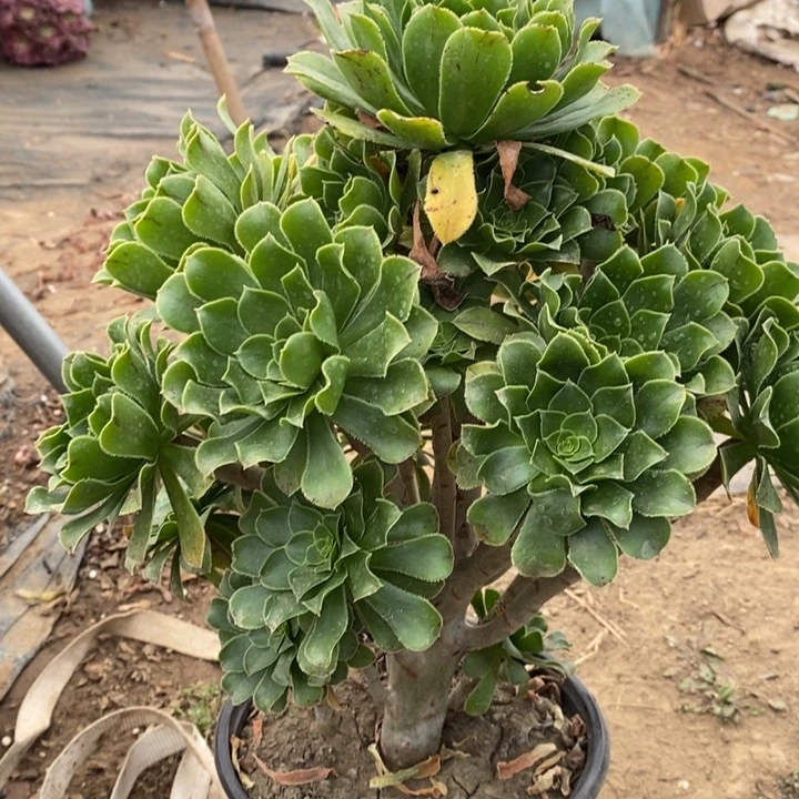 原始绿12多肉植物法师法师