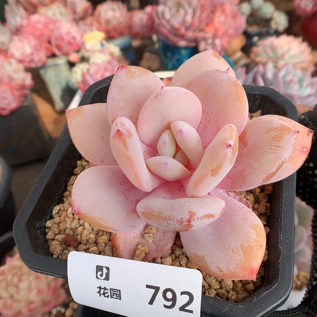 792奶茶多肉植物666