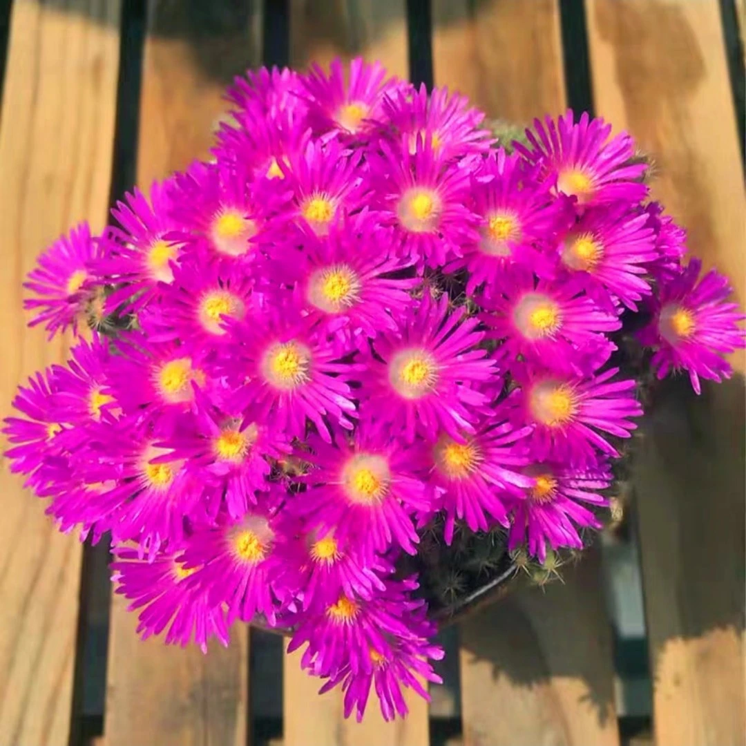 紫晃星，有块根，爱开花，一单包邮