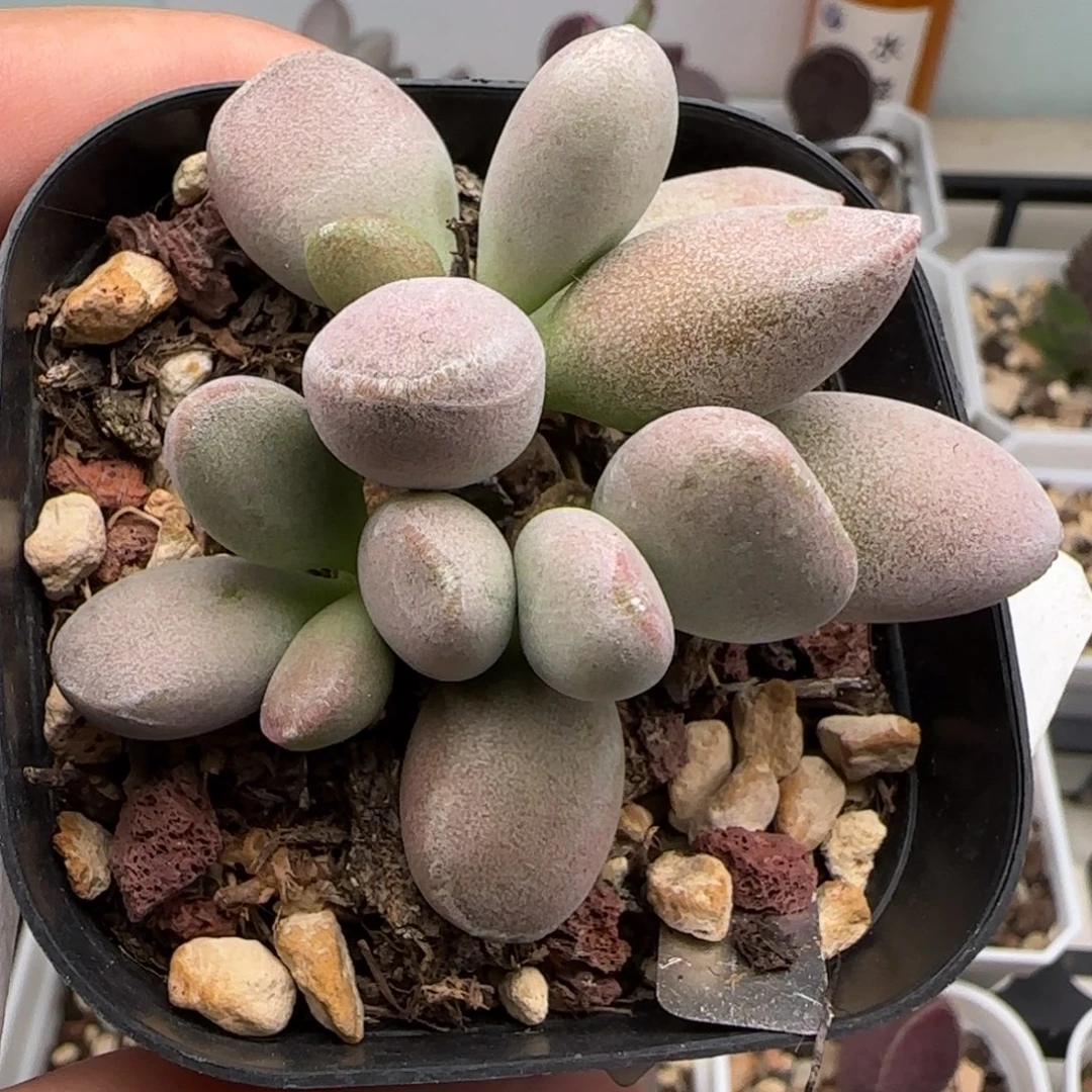 仙桃水泡多肉植物