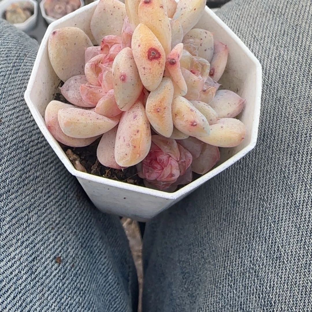 多肉小卡拉米糖心一物一拍