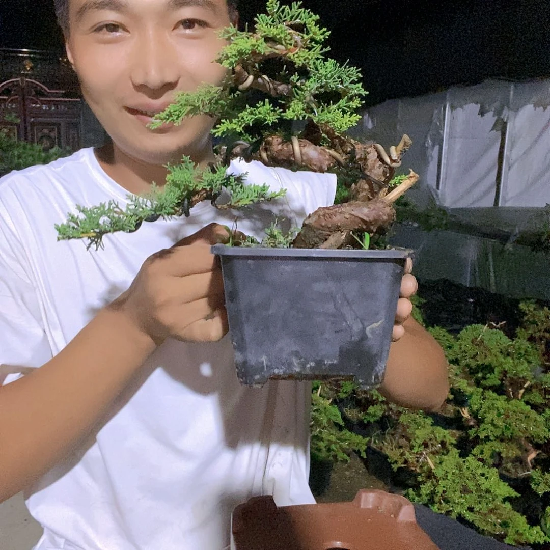 无花朵真柏盆景造型