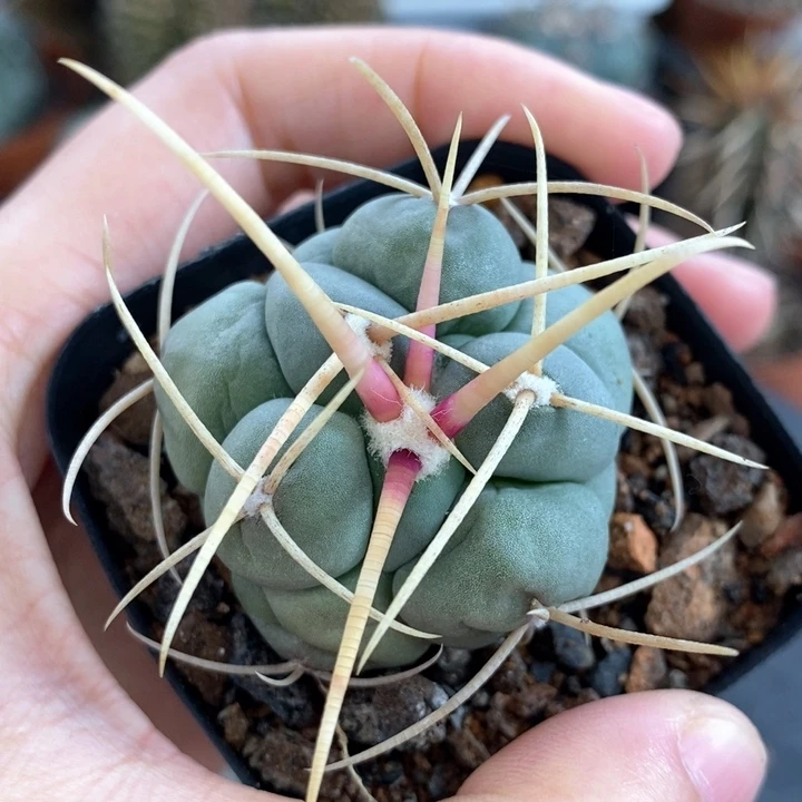 【闪购商品】445白刺绯