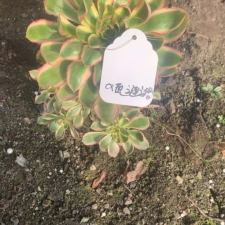 又***漪青莲法师多肉植物