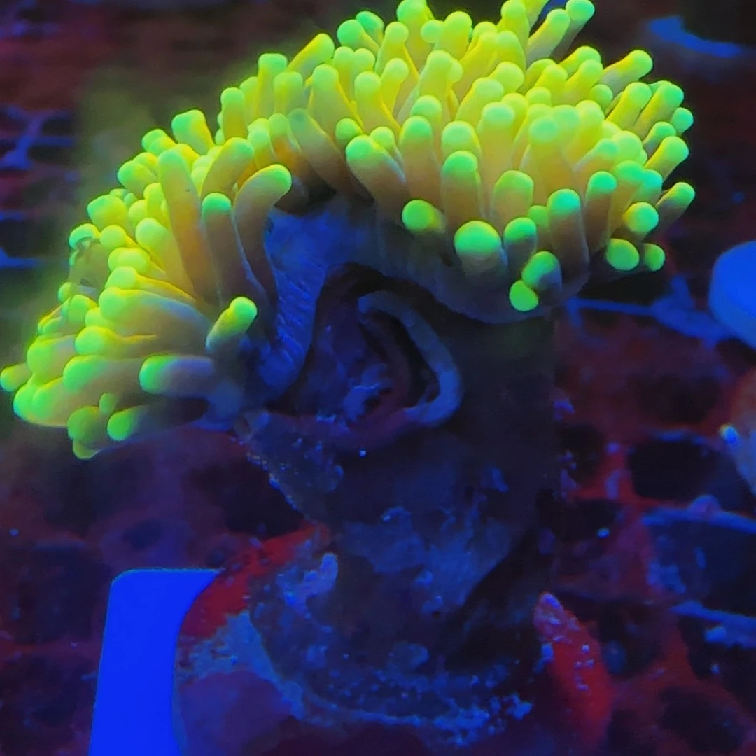 奶嘴海葵金火柴1.5头280包邮免包装