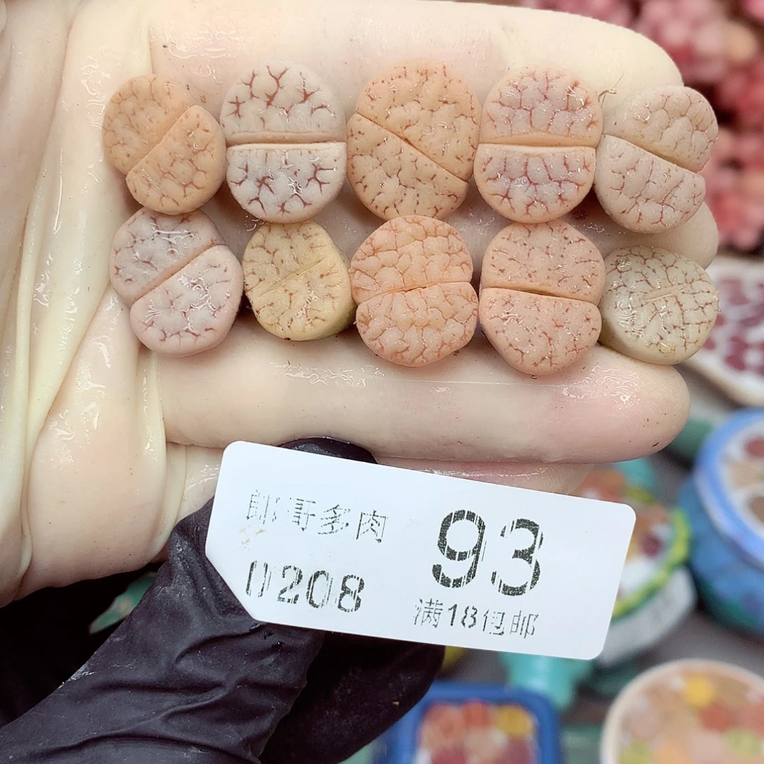 生石花满18包邮8-93