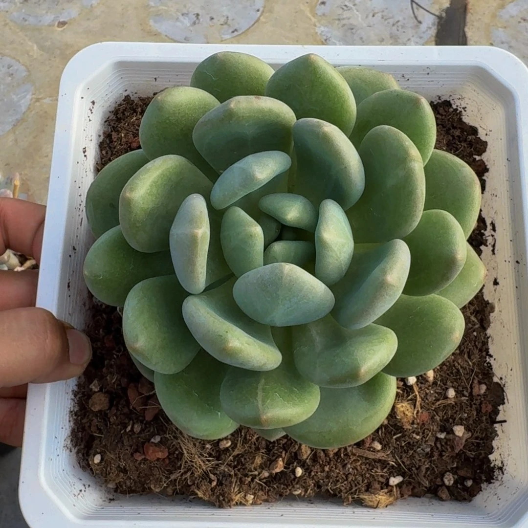 奶龙 单头  一物一拍