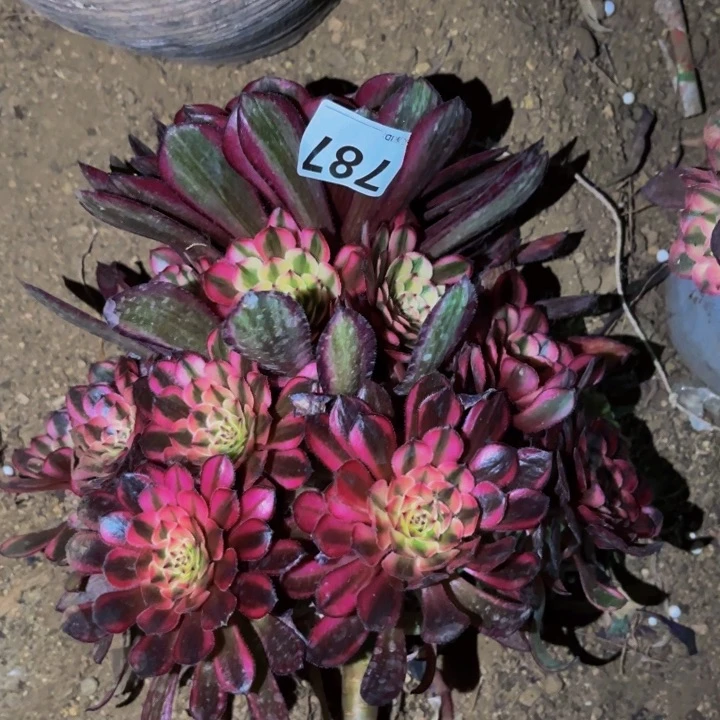 787白月光多肉植物