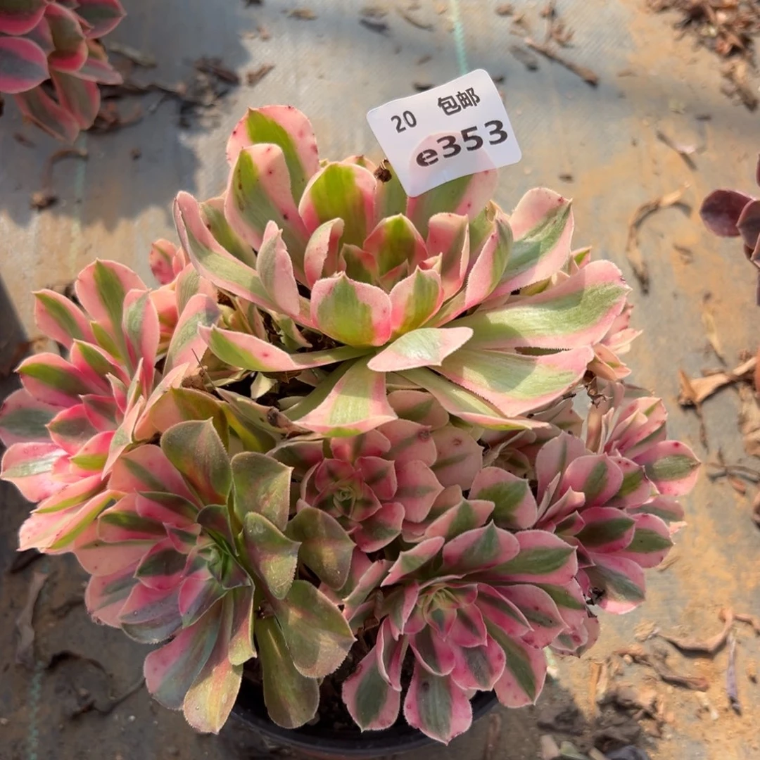 胡***珍353女巫，多肉法师