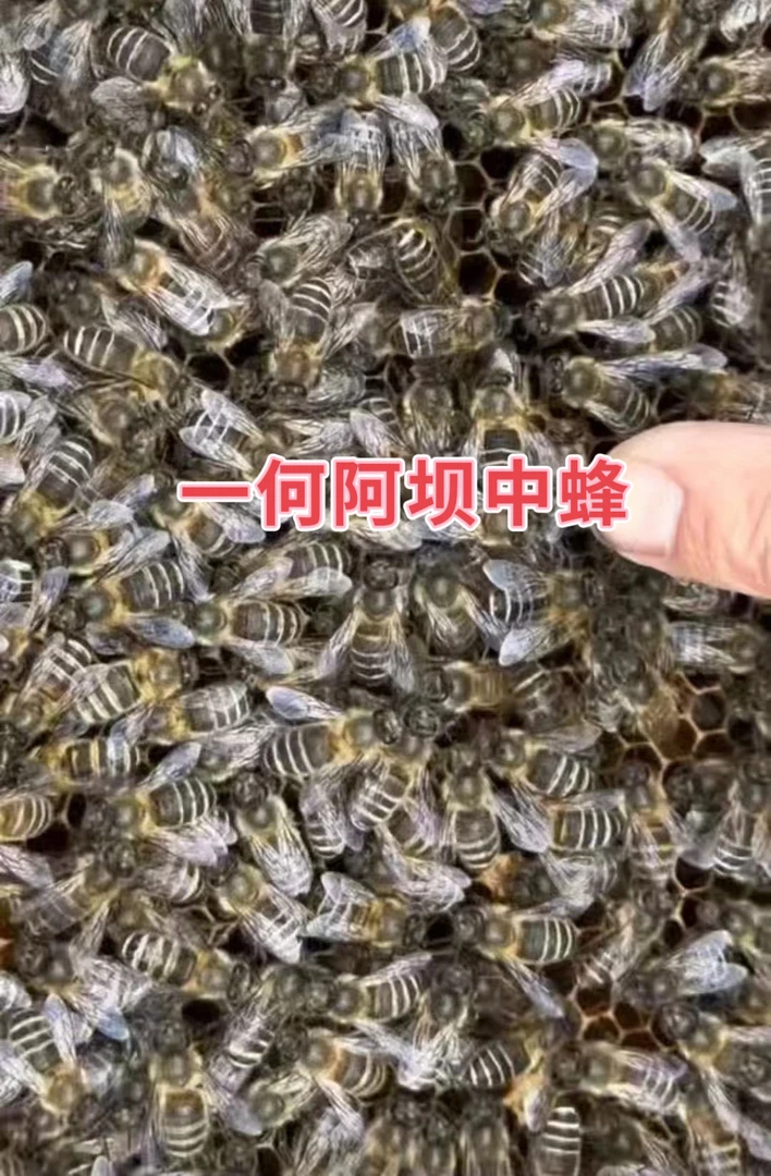 四川原种阿坝王笼纯种黑蜂处女蜂王笼