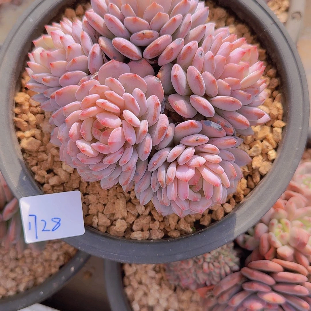 1728星星橙多肉植物