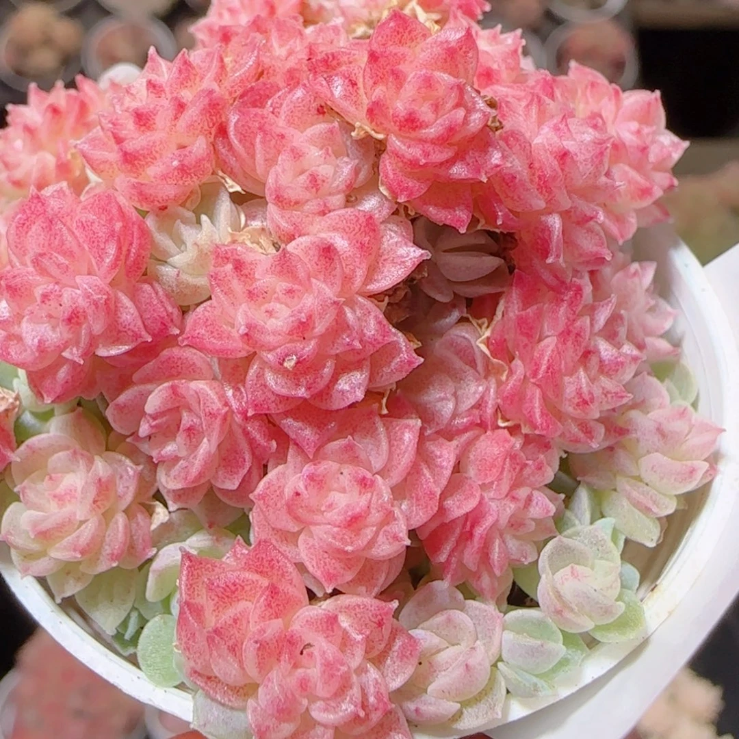 花语多肉1214-53散