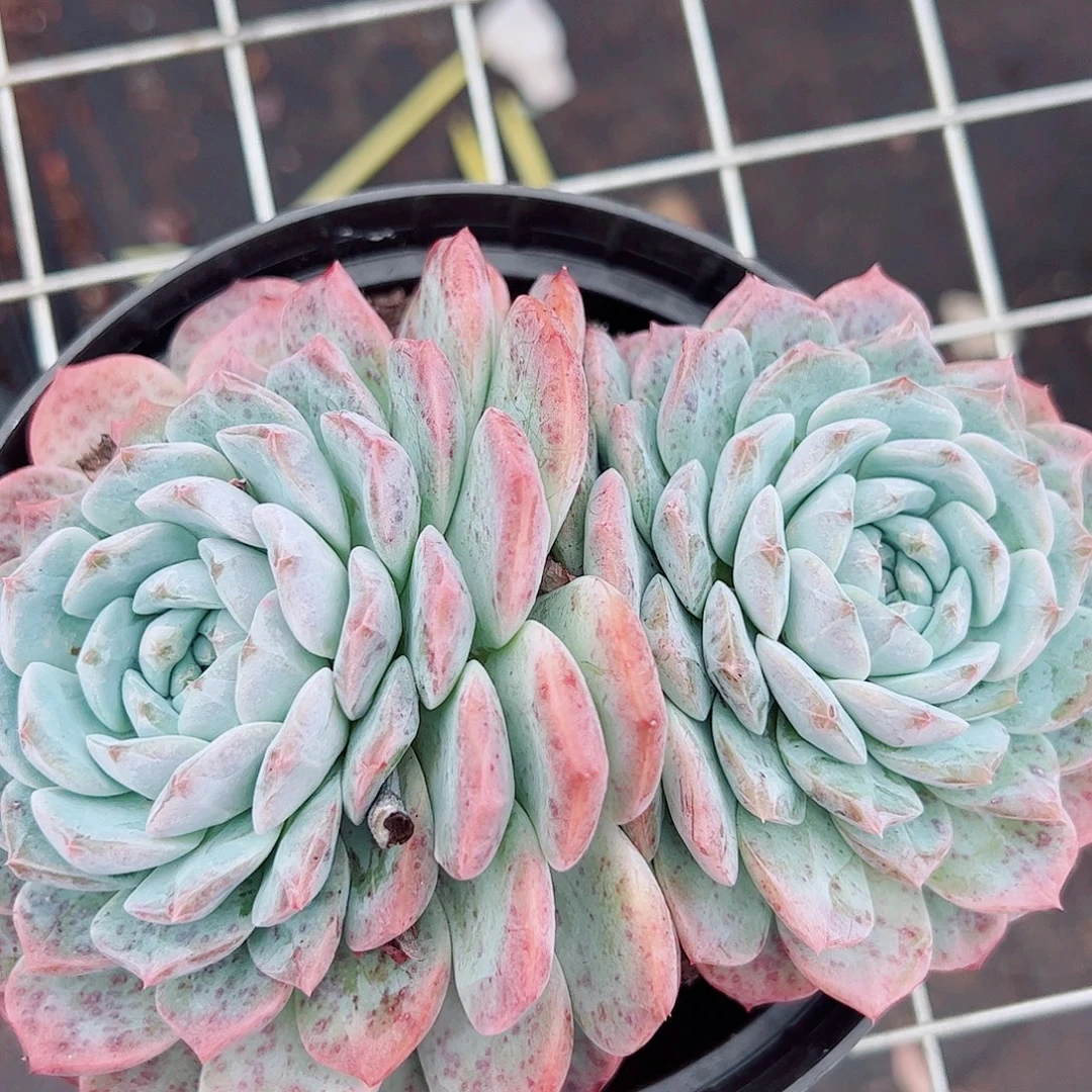 海琳娜双大头起发