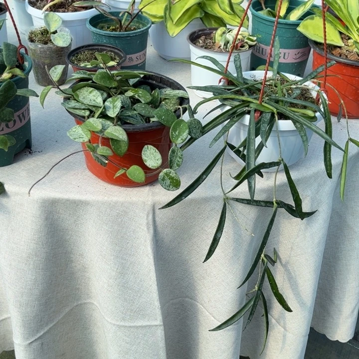 球兰直播间一物一拍