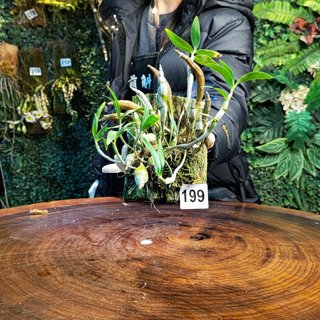 【闪购商品】199对花