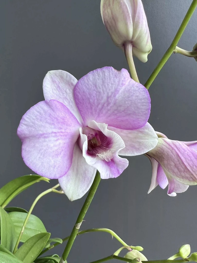 新保罗（无花苗）秋石斛爆花耐热好养阳台 云南鲜花绿植