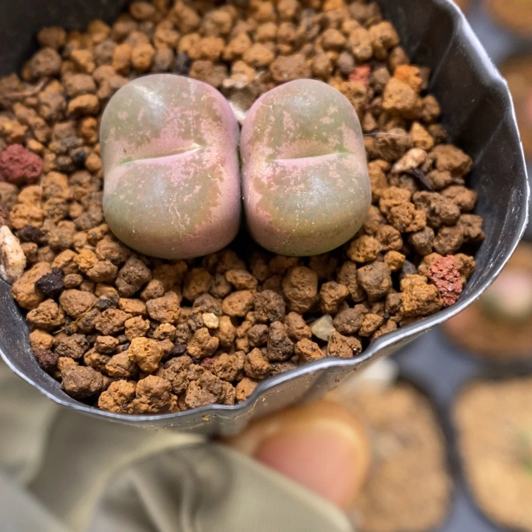 多肉植物肉锥杂交K-3414