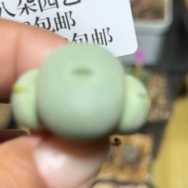 093号小拳拳zyyyxyxxx