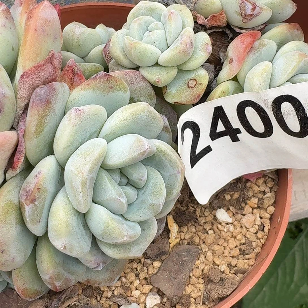 ?****?313164364646464644