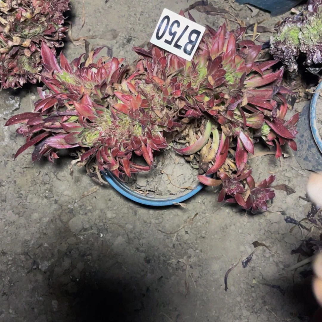 孔雀法师28///43包邮