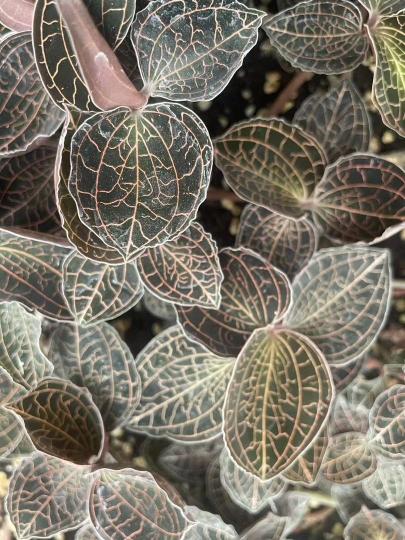 云南林下种植金线莲新鲜品现采现发煲汤泡茶日常养护金线莲杯茶