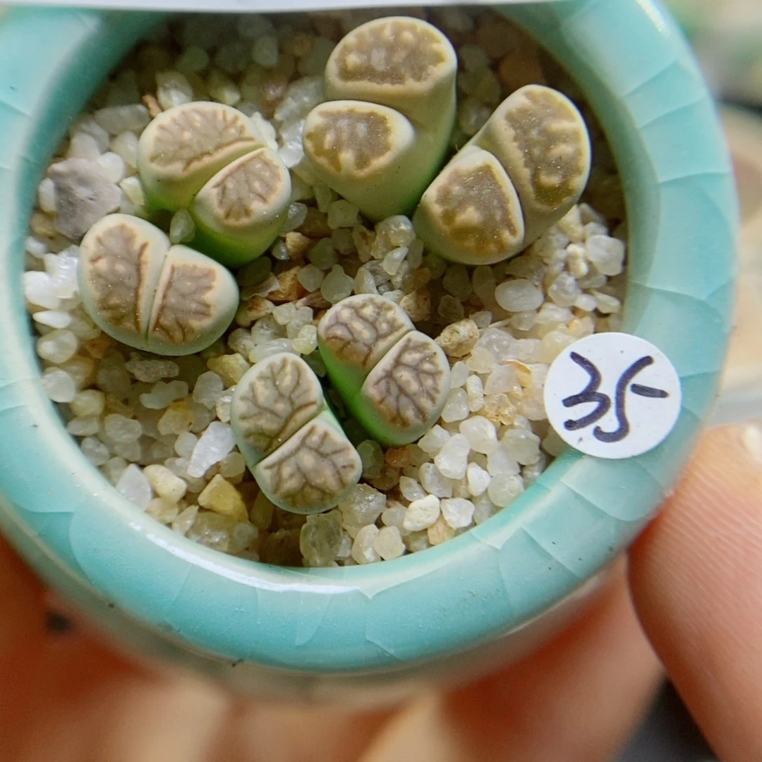 生石花花花花花花花花481