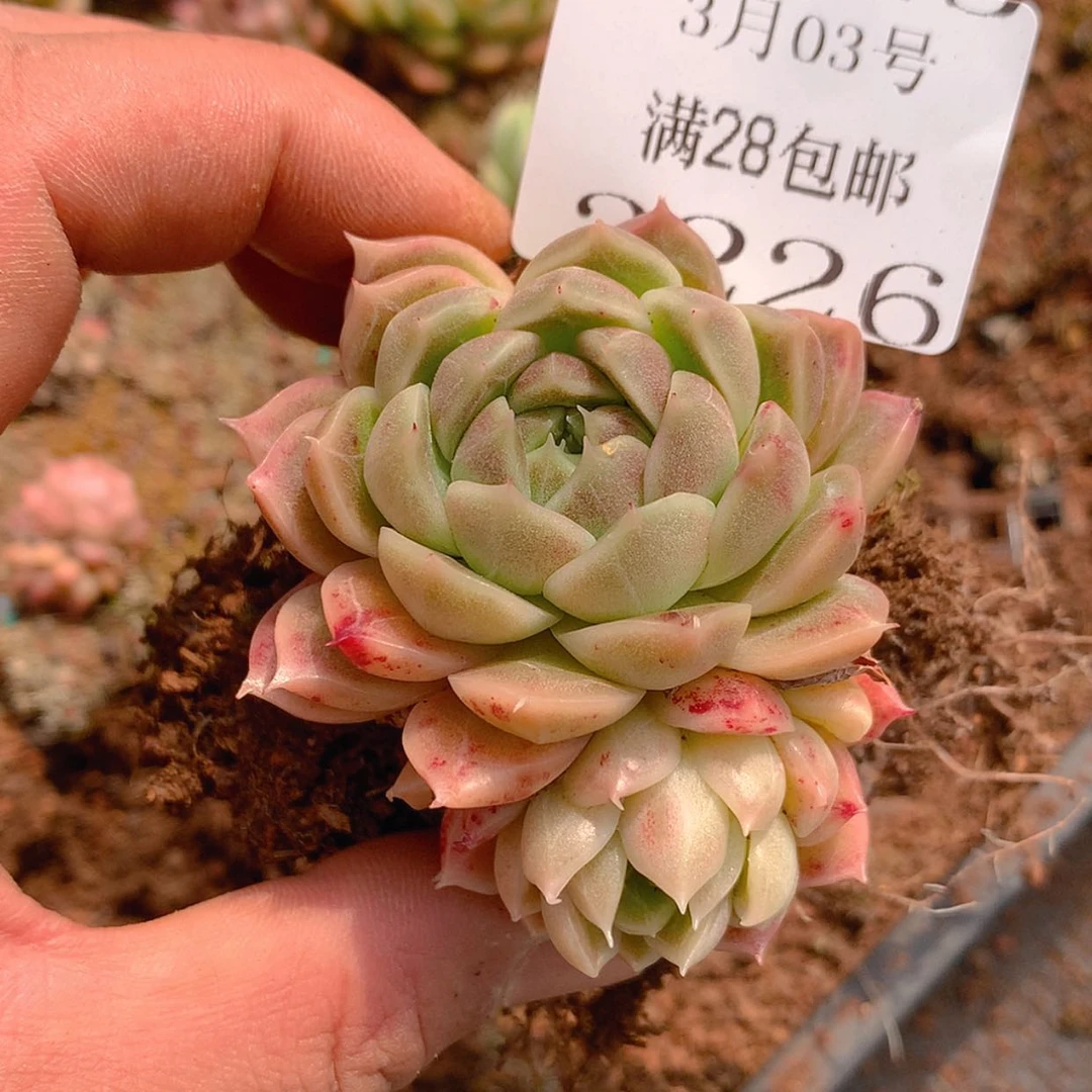 【闪购商品】云2226